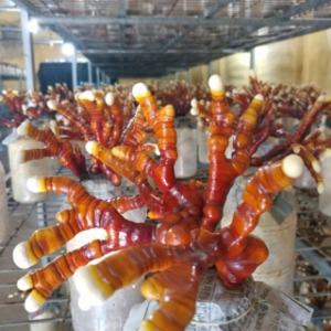 녹각영지버섯 종균재배 버섯키우기